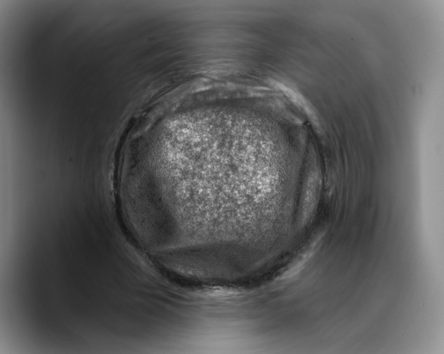 X0000089680585200707201701