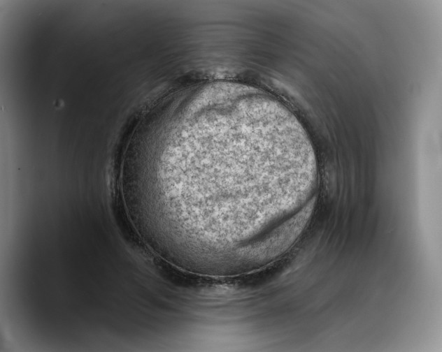 X0000089680594200707201701