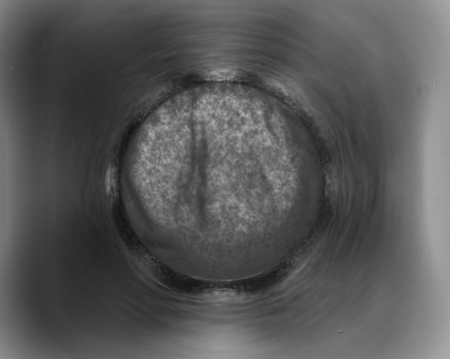 X0000089680598200707201701