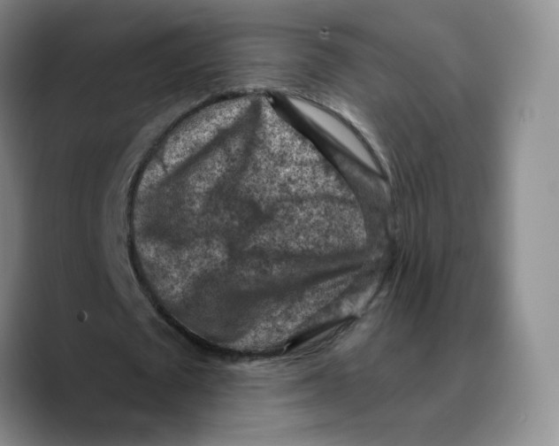 X0000089680673200707201700