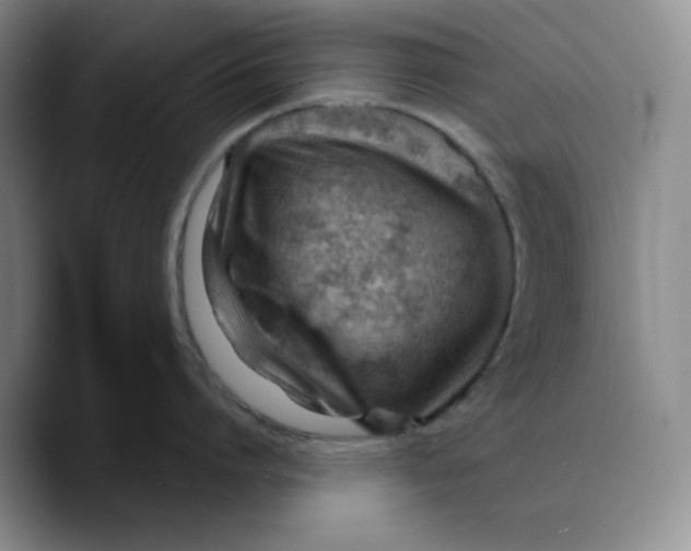 X0000089680864200707201658