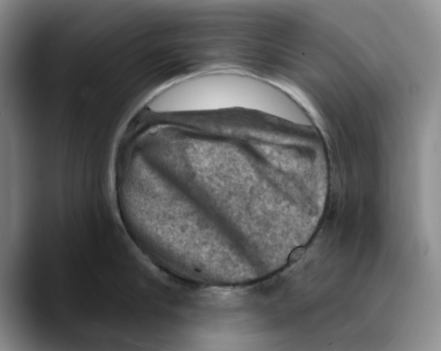 X0000089680910200707201657