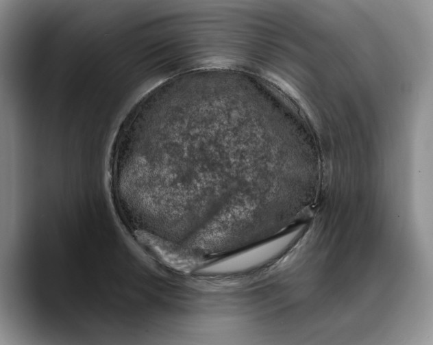 X0000089681042200707201656