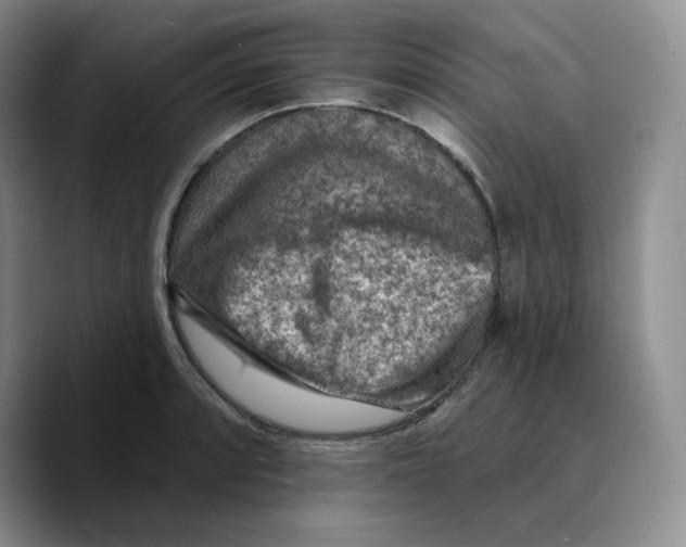 X0000089681088200707201655
