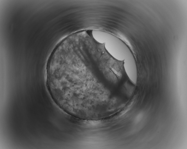 X0000089681095200707201655