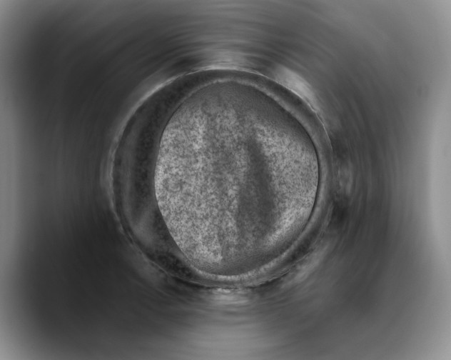 X0000089681138200707201654