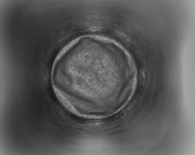 X0000089681158200707201654