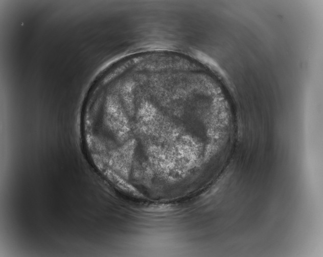 X0000089681174200707201654