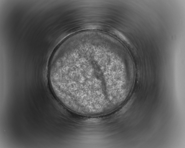 X0000089681178200707201654