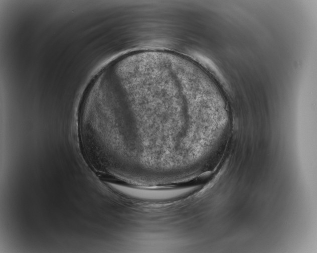 X0000089681184200707201654