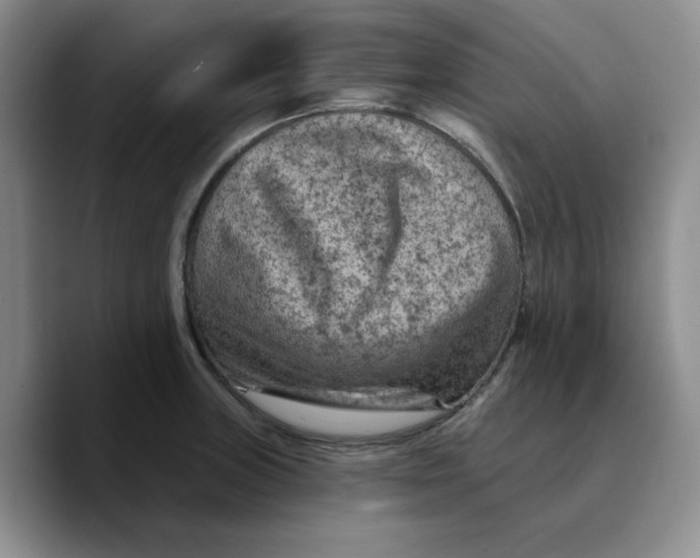 X0000089681235200707201653