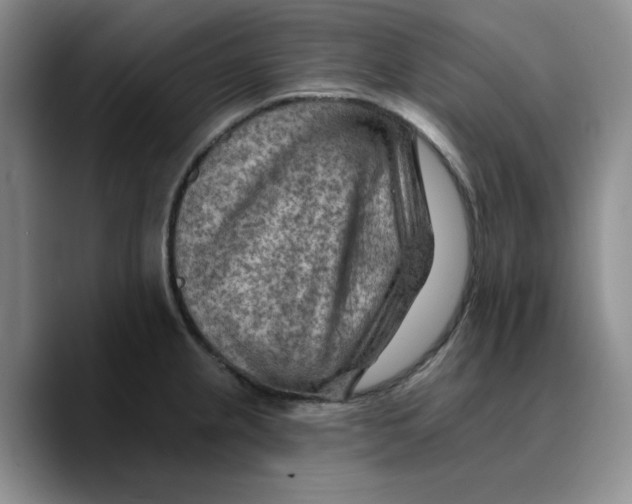 X0000089681237200707201653