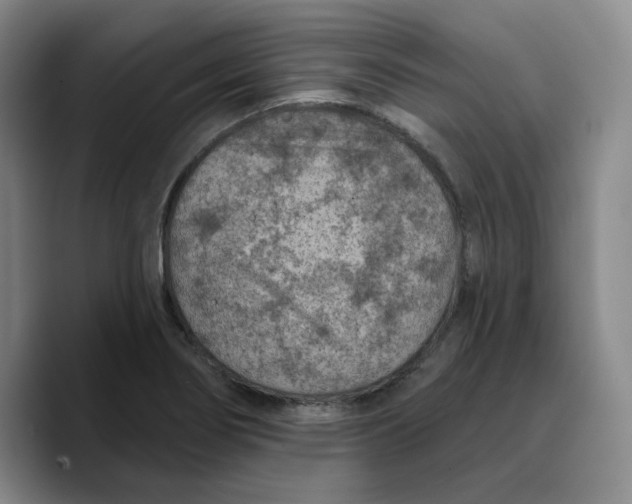 X0000089681274200707201652