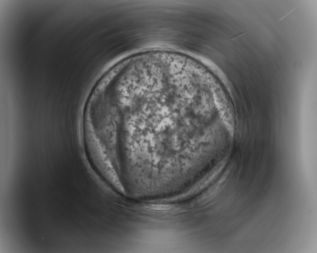 X0000089681295200707201652