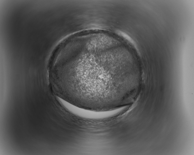 X0000089681310200707201652