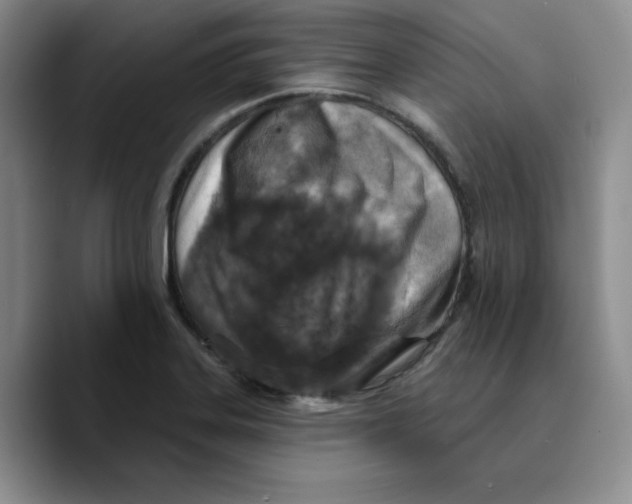 X0000089681323200707201652