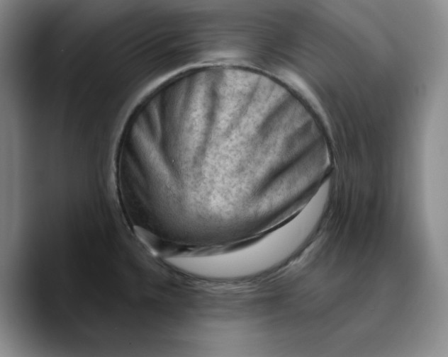 X0000089681336200707201652