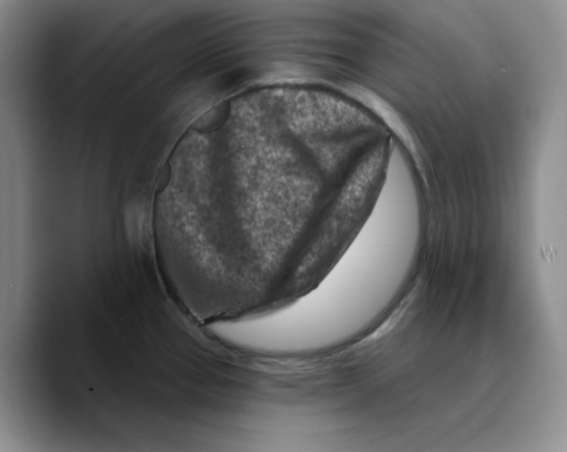 X0000089681337200707201652