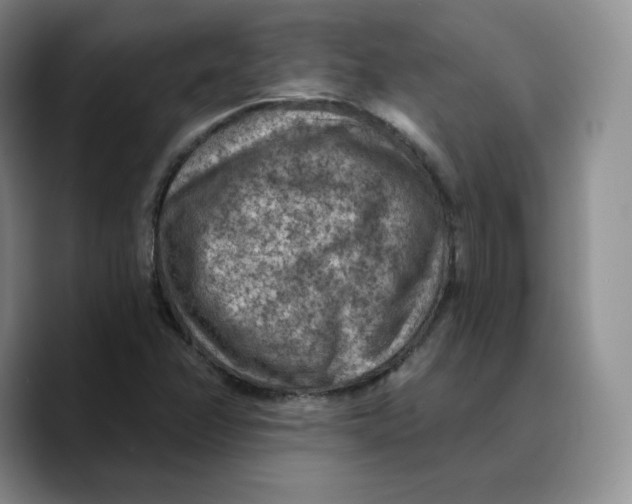 X0000089681358200707201651