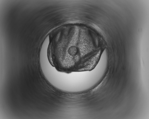 X0000089681361200707201651