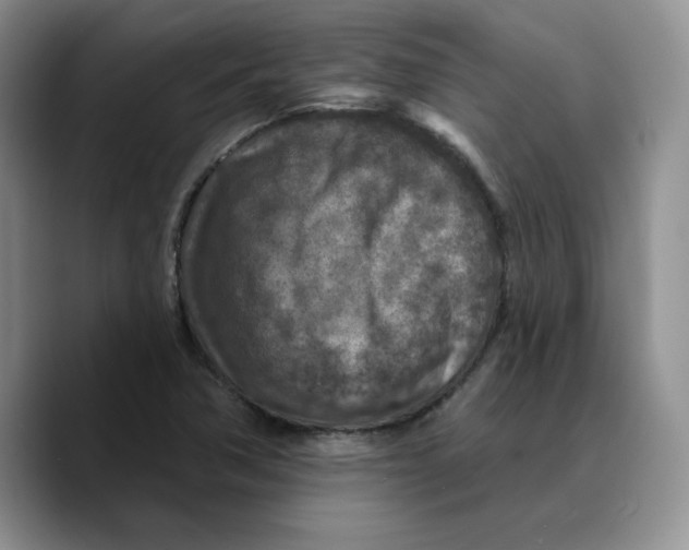 X0000089681362200707201651