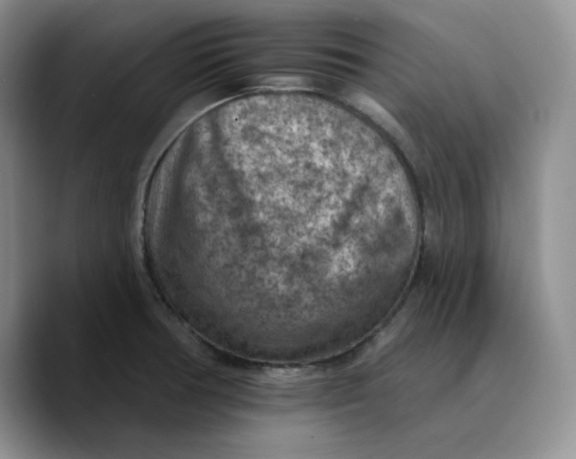 X0000089681378200707201651