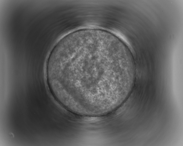 X0000089681382200707201651