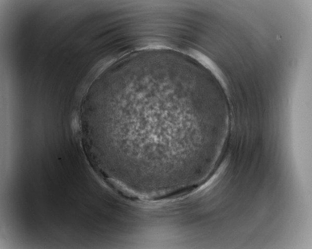 X0000089681385200707201651