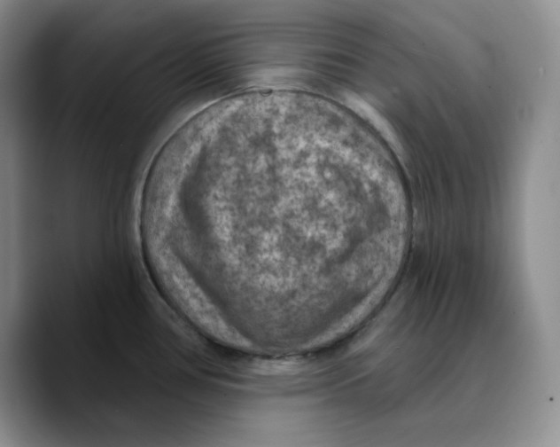 X0000089681386200707201651