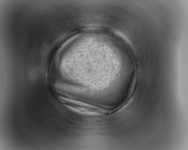 X0000089681403200707201650