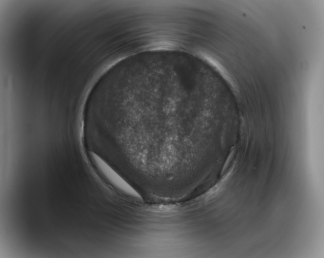 X0000089681418200707201650