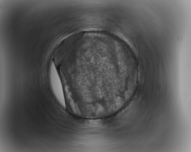 X0000089681453200707201650