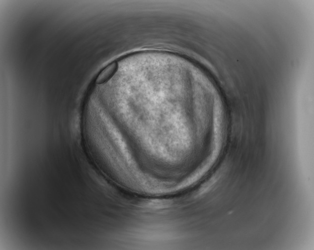 X0000089681506200707201649