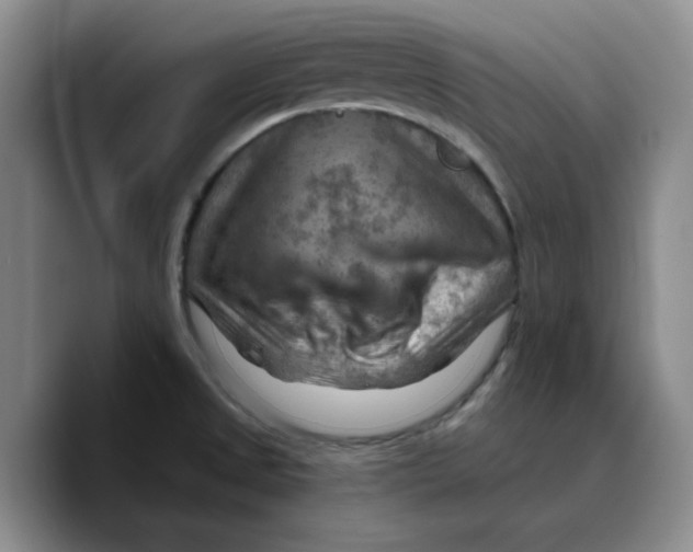 X0000089681525200707201649