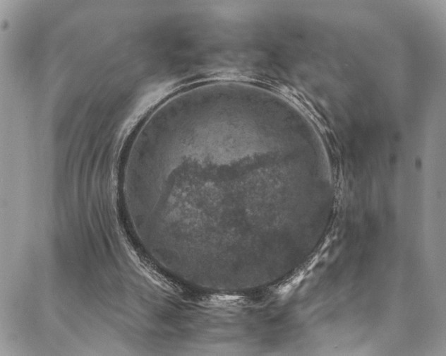 X0000089690055200706211301