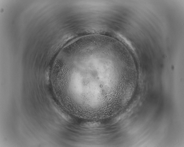 X0000089690065200706211301