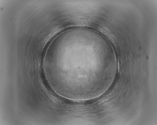 X0000089690483200706211254