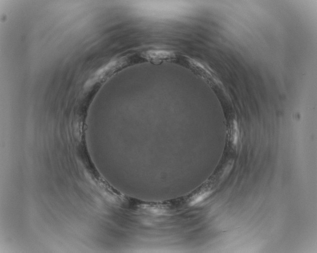 X0000089690763200706211250