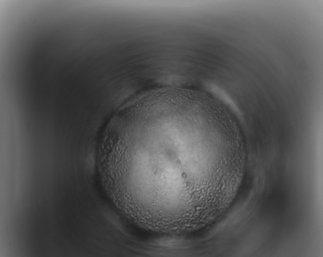 X0000089690065200706281423