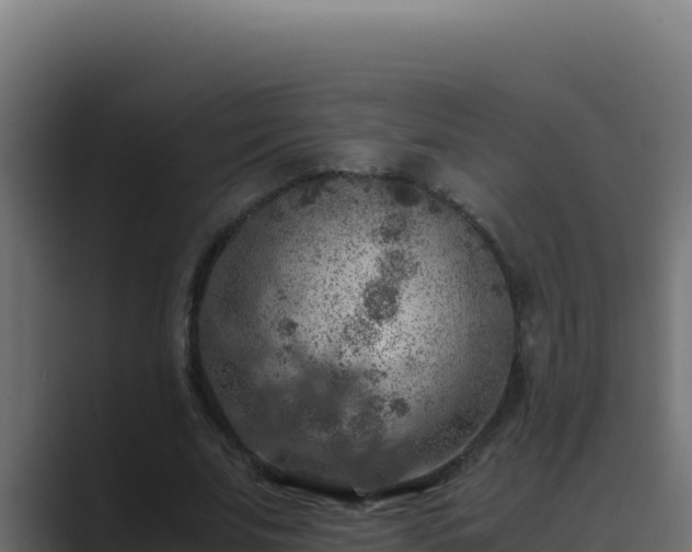 X0000089690679200706281416