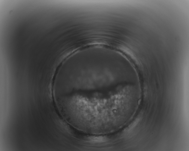 X0000089691121200706281411