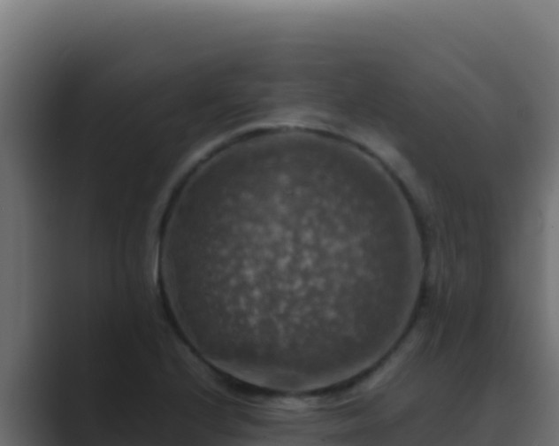 X0000089691224200706281410