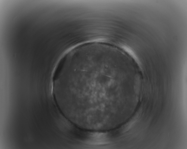 X0000089691324200706281409