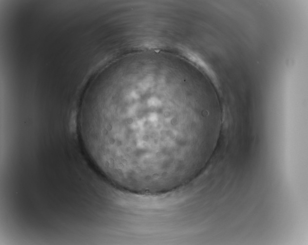 X0000089690010200707051634