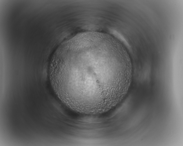 X0000089690065200707051633