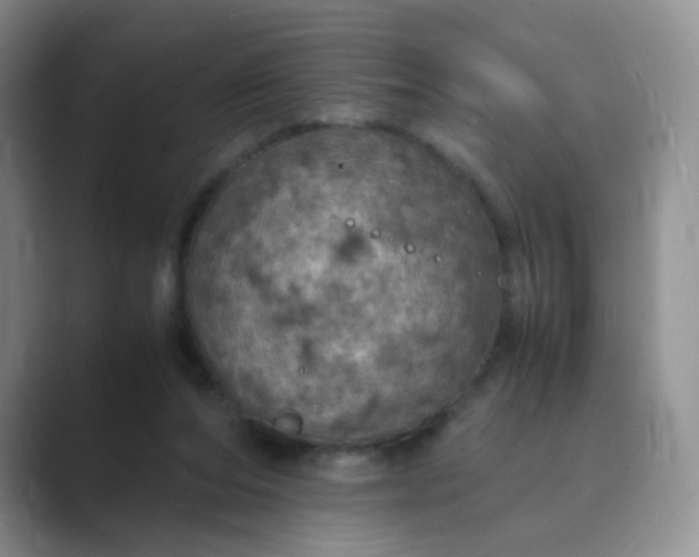 X0000089690208200707051631