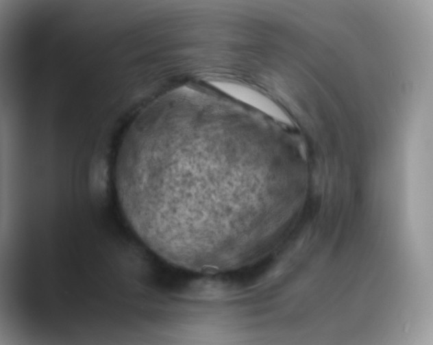 X0000089690211200707051631