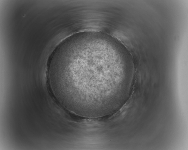 X0000089690338200707051629