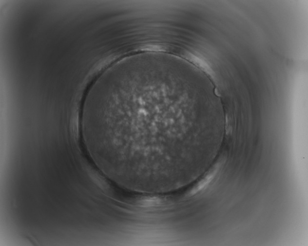 X0000089690349200707051629