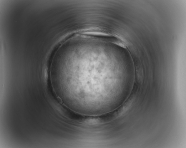 X0000089690350200707051629